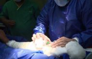 فريق طبي ينجح بإخراج جسم غريب من مفصل الركبة لطفل بمقتبل العمر